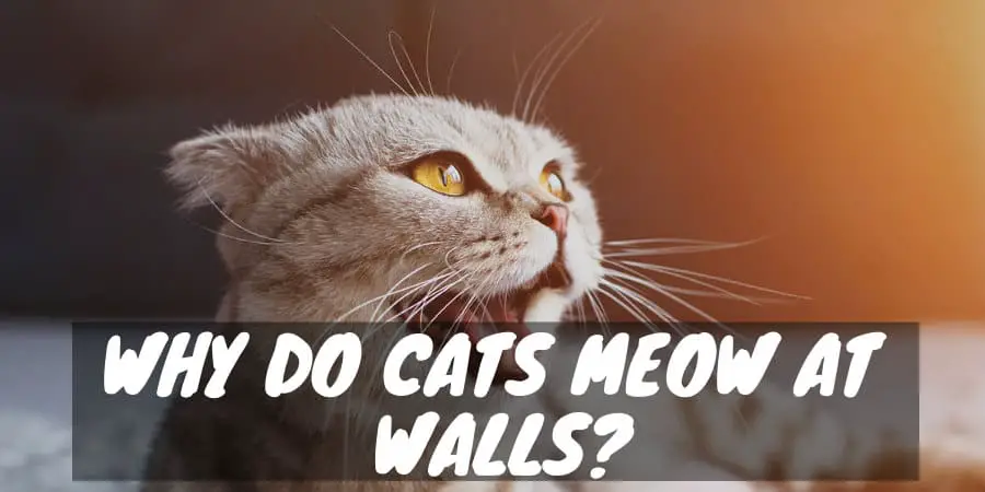 Why Do Cats Meow at Walls?
