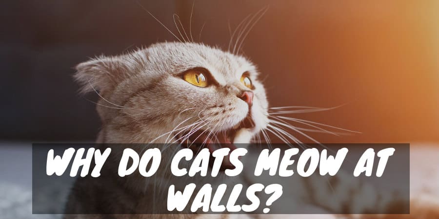 Walls Wails And Caterwauls Why Do Cats Meow At Walls Cat Checkup