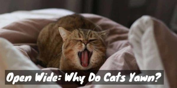 Open Wide: Why Do Cats Yawn?