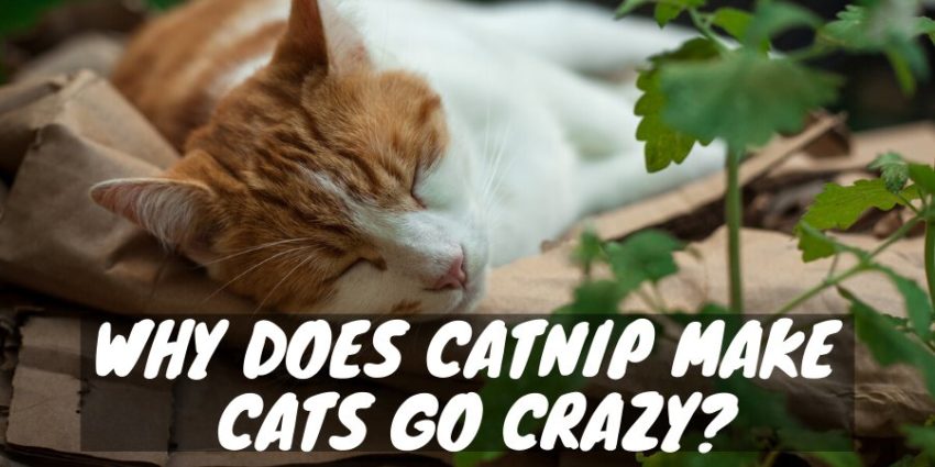 Catnip Make Cats Go Crazy