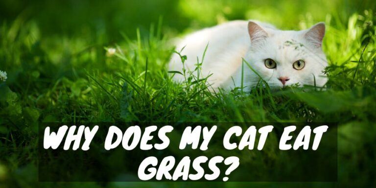 why-does-my-cat-eat-grass-eat-your-greens-cat-checkup