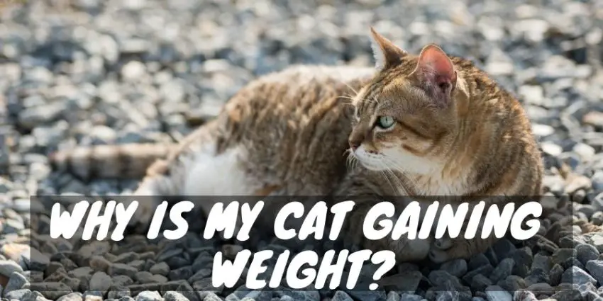 Cat Gaining Weight