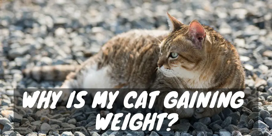 Cat Gaining Weight