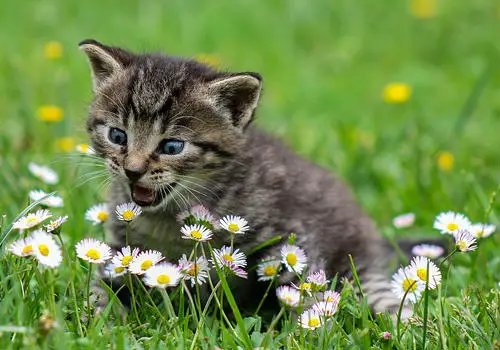Why are kittens sneeze?