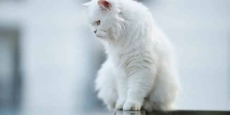 White male cat