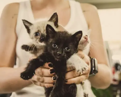 Woman holding 3 kittens