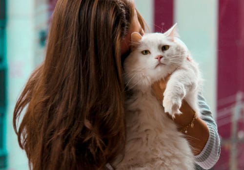 Woman is hugging big white cat