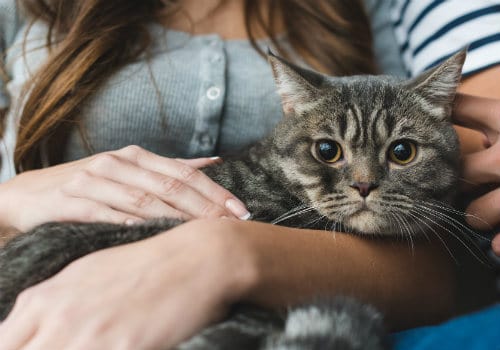 Woman is petting cute tabby cat