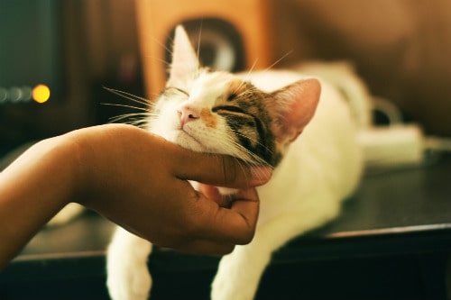 Woman petting her cat