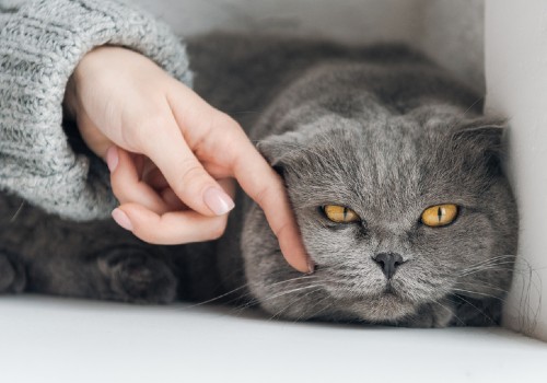 A woman petting a cute grey cat
