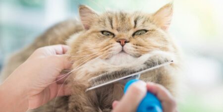 Best Cat Brush for Shedding
