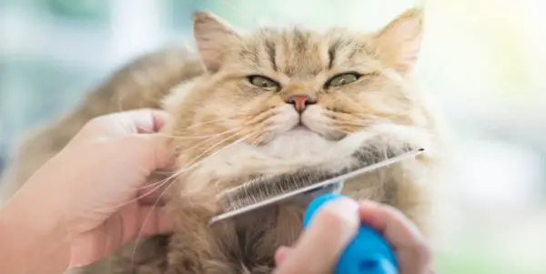 Woman using a comb brush the Persian cat
